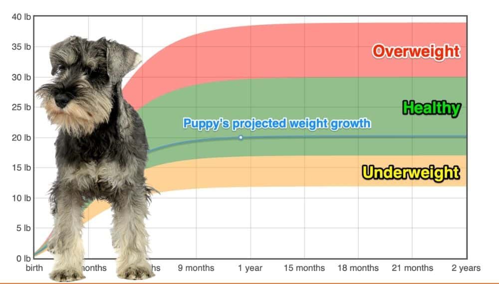 Standard Schnauzer Weight+Growth Chart 2024 How Heavy Will My